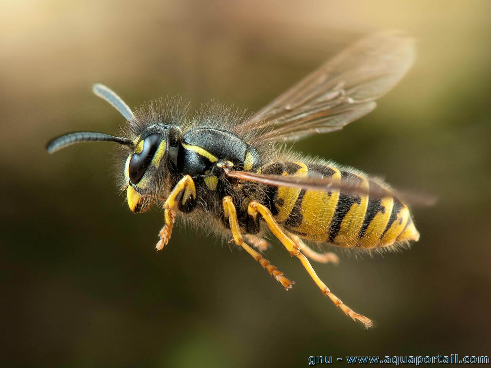 guepe-commune-vespula-vulgaris-vol.jpg